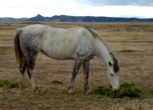 high-praise-ranch-blueberry-horse