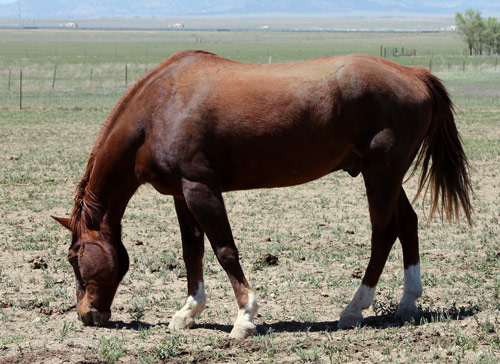 high-praise-ranch-buck-horse
