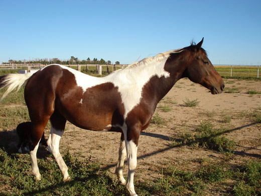 high-praise-ranch-cruiser-horse
