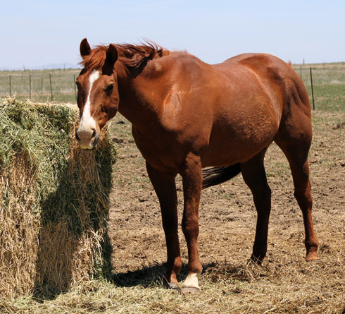 high-praise-ranch-hooter-horse