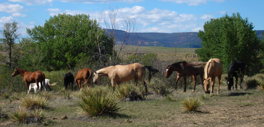 high-praise-ranch-horses-grazing-01