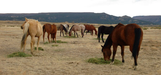 high-praise-ranch-horses-grazing-02