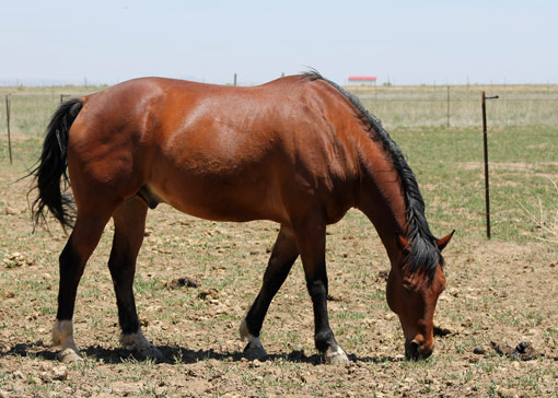 high-praise-ranch-leo-horse