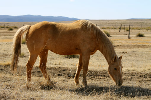 high-praise-ranch-paloma-horse