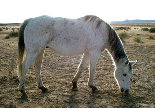 high-praise-ranch-poncho-horse